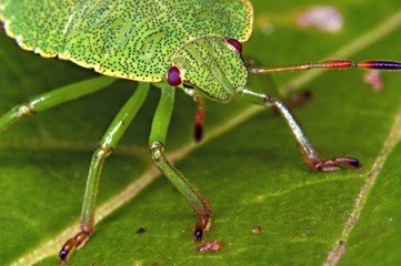 green beetle face
