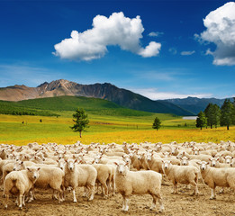 Kudde schapen