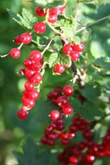 Banch of red currant