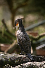 Fischjäger