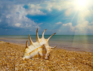 Seashel on beach