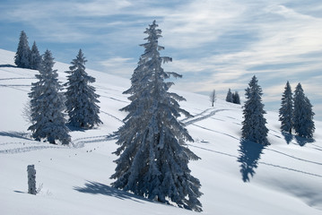 Obraz premium Winter auf dem Feldberg, Schwarzwald