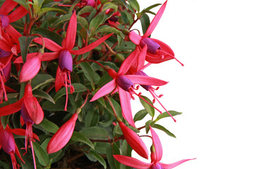 fuchsia 13 © hcast