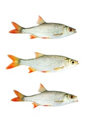 Fresh red-eye fish collection isolated