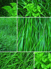 herbe verte