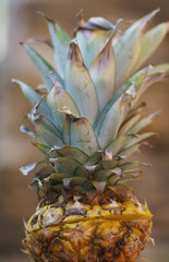 Obraz premium Fresh pineapple