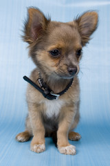 Obraz premium pup sitting with blue background