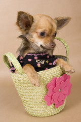 pup sitting in basket