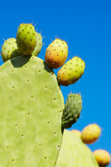 prickly pear fruit