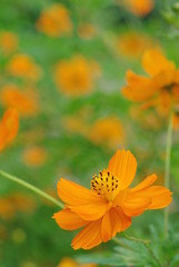 オレンジ色のコスモス