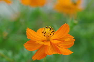 キバナコスモス