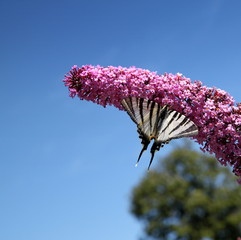 Papillon butinant sur une fleur.