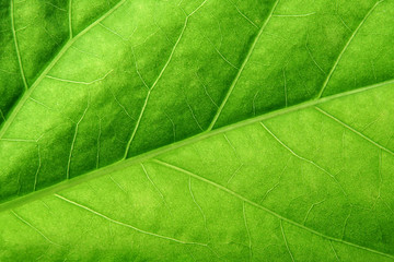 Naklejka na ściany i meble green leaf close up