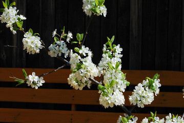Zwetschgenbaum in voller Blüte