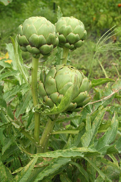 Three green ripe artichokes  growing in a garden