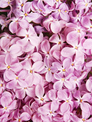 Background from colors of a lilac