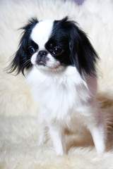 Japanese Chin in studio