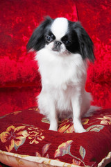 Japanese Chin in studio