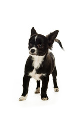 Chihuahua isolated on a white background