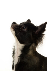 Chihuahua isolated on a white background