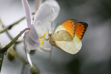 Anthocharis cardamin (Orange Tip) on a orchid 10