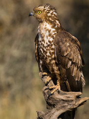 Halcón abejero