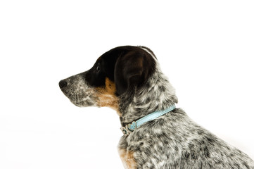 Terrier puppy isolated on a white background