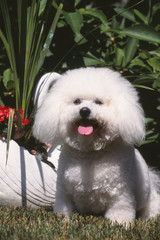 bichon a poil fris&eacute; souriant assis de face dans le jardin