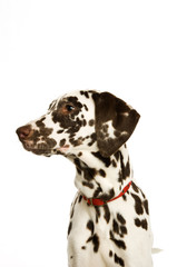 Dalmatian Puppy isolated on a white background