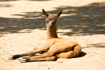 Baby of Llama Guanaco lying © Oleksandr Dibrova