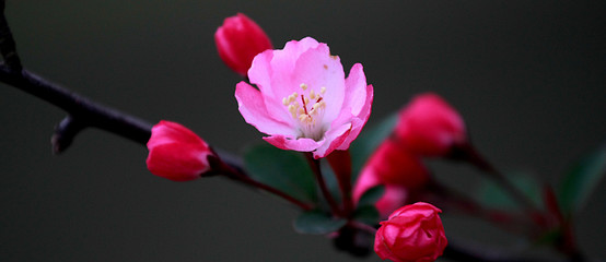 Plum blossom