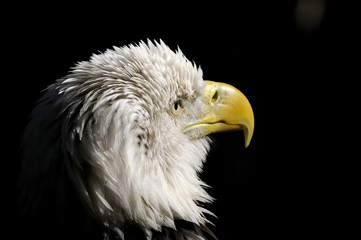 bald eagle, haliaeetus leucocephalus
