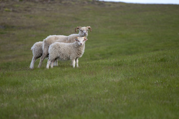 Obraz premium Islandschaf