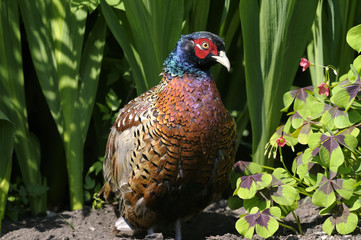 common pheasant, phasianus colchicus