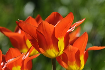 Tulpen