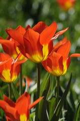 Tulpen