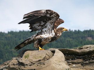 Immature Bald Eagle ready for take off