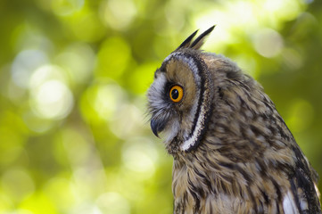 Portrait horned Owl