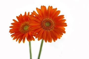Two orange daisies