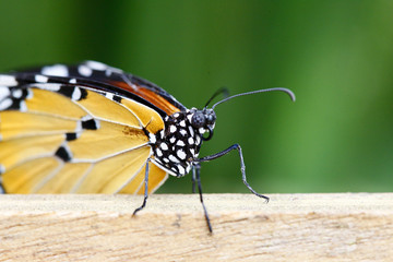 Danaus chrysippus - Plain Tiger 8