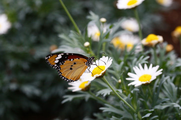 Danaus chrysippus - Plain Tiger 5