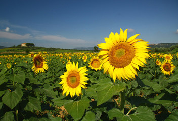 Sunflowers of the field