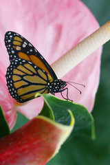 Danaus plexippus - Monarch butterfly 3