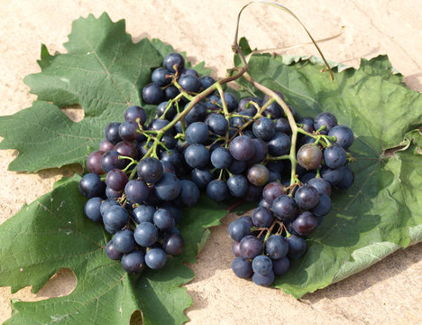 Black grapes on vine leaves