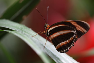 Dryadula phaetusa - Banded Orange 2
