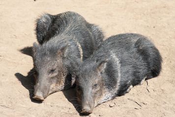 Two Collared Peccary lying together
