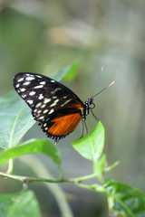 Heliconius hecale - Tiger Longwing 12