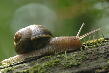 (Helix pomatia) edible snail macro