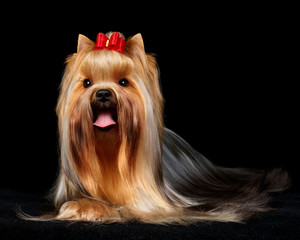 Naklejka premium The Yorkshire Terrier on black background