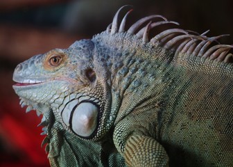 iguane